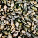 시골다슬기 이미지