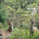 2744 | 코오롱스포츠 전문 등산화 마운틴x 2744 최고급 트레킹화 내돈내산 사용후기