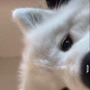 팔팔한우 이미지