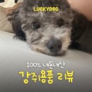 니나펫카페 | 그동안 산 강아지 용품 간식 사료 모아모아 리뷰🤍 (내돈내산 찐후기, 추천템)