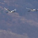 CRANE WORLD 이미지