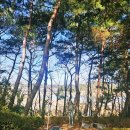 바다를 품은 보성회센타 | 태안 나문재카페 바다와 정원을 품은 아름다운 곳 태안 가볼만한곳으로 나문재 카페 방문 후기