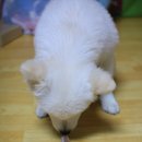 뚱독스 수제간식 이미지