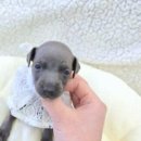 버디독 강아지분양 안심분양센터 시흥점 이미지