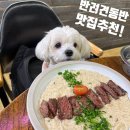 광주애견동반식당 _ 이탈리안 레스토랑 아날로그 내방
