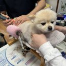 쿨펫 양·한방 동물병원 이미지