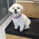 말티스토리 이미지