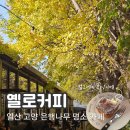일산 고양 카페 은행나무의 노란 빛으로 물들다, 옐로커피 (11.9 풍경)