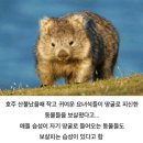 호주의 영웅 웜뱃 이미지