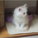 낭만고양이(강서점) 이미지