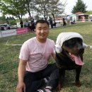 스타애견 이미지