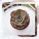 레드문(Red Moon) 이미지