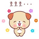 코디애견샵 이미지