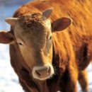 왕금성(이수역점) 이미지