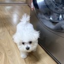 어제데려온 미니비숑요 이미지
