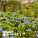 숲속의언어교육원 | 진주 가볼 만한 곳 월아산 숲속의 진주 수국 축제 수국수국페스티벌 후기
