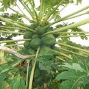 진공농장 이미지