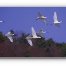 서산버드랜드 이미지