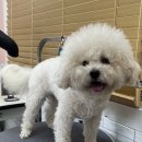 새하얗개 이미지