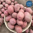 노란농수산