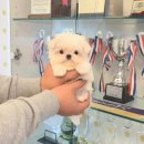 어벤져스켄넬 탑클래스펫 강아지분양 이미지