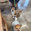 강쥐엄마네 이미지