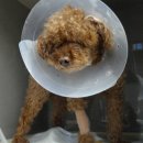 분당파크뷰동물병원 이미지