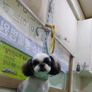 피닉스애견미용 네이버블로그