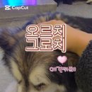 오르치그로치 이미지