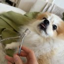 좋은 디자인 - 순천시 | 강아지 고양이 발톱깎이 추천 초보도가능한 좋은 절삭력 저소음 스텐 디자인 사용 후기