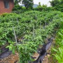 옛온천골 이미지