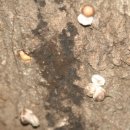 인암농원 이미지