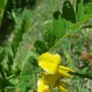 한탄강메기매운탕추어탕 이미지