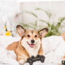 안 수의과병원 이미지