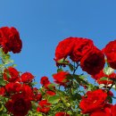 그린공원2 이미지