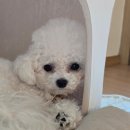 막둥이애견 | 부산 무료 애견 입양 후기_ 막둥이 소개