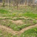 내가본꽃씨 이미지