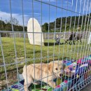 세이프독하우스 이미지