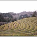 녹차농원 이미지