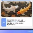 금빛잉어 이미지
