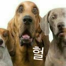 고계 Daum카페