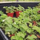 참푸른농장 이미지