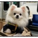 콩이네하우스 네이버블로그