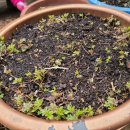 바람꽃뜰 이미지