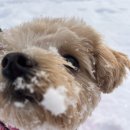 설명절 연휴 요약: ☃️ + 🐶 + 🤕