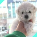 버디독 강아지분양 안심분양센터 김포점 이미지