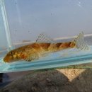 복하천 2 이미지