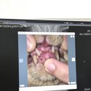 동물의료센터24인치 이미지