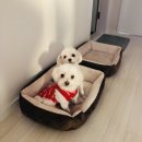 잘다녀오시개 이미지