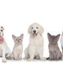 냥이댕이 이미지